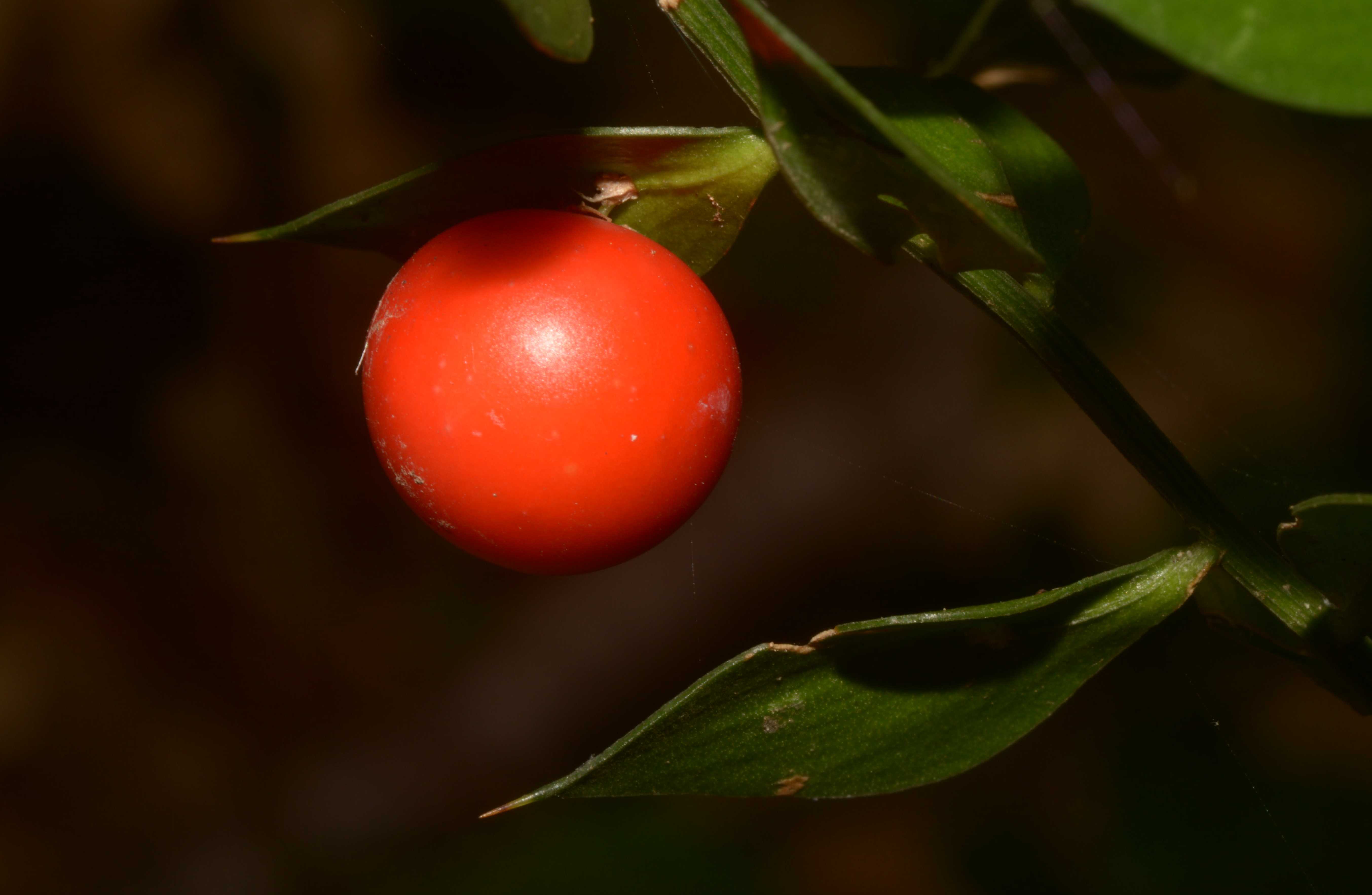 Scopriamo l''autunno